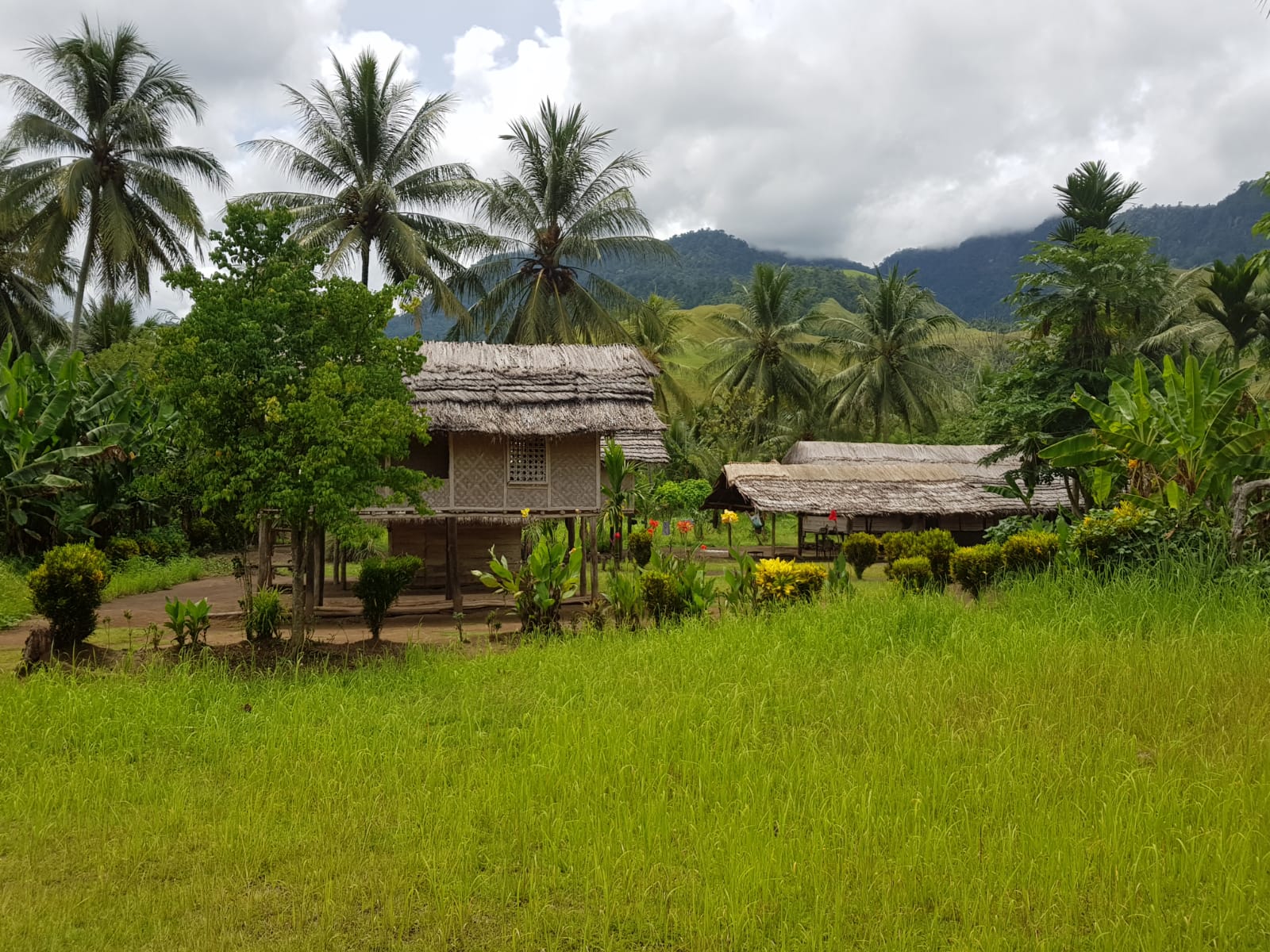 Where is cacao grown in Papua New Guinea?